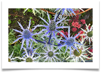 Thorny Thistles - Rob Sparkes